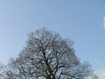 トンビとカラス1