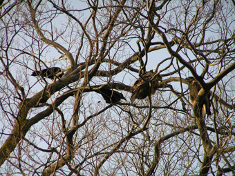 トンビとカラス2