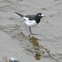 セグロセキレイ