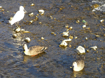 コサギとカルガモ