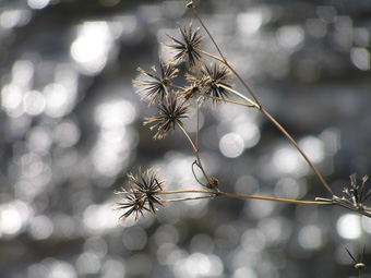 コセンダングサ1