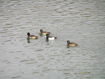 キンクロハジロ1