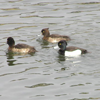 キンクロハジロ2