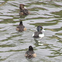 キンクロハジロ3