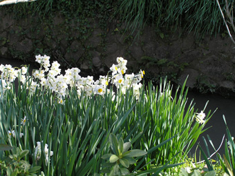 水仙1
