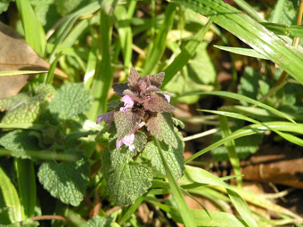 ヒメオドリコソウ