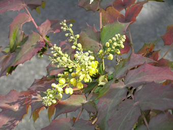 ヒイラギナンテン1