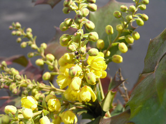 ヒイラギナンテン2