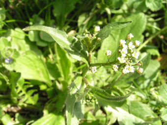 ナズナの仲間?1