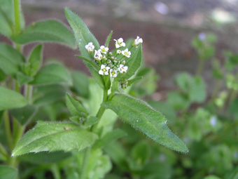 ナズナの仲間?2