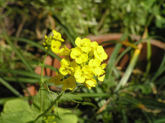 菜の花