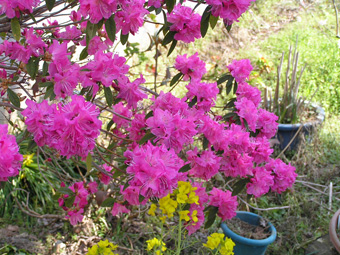 ロードデンドロ1