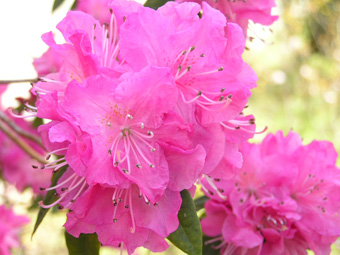 ロードデンドロ2