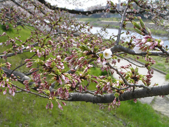 桜5