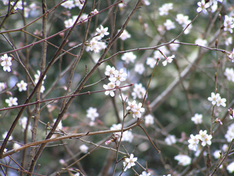 キンキマメザクラ1