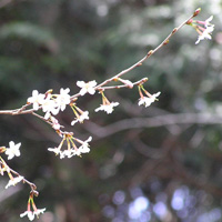 キンキマメザクラ2