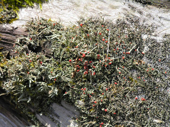 コナアカミゴケ1