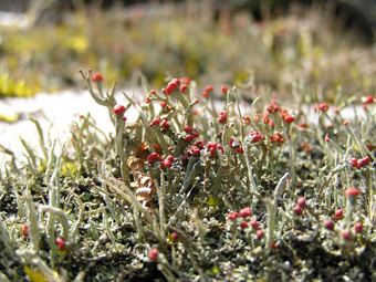 コナアカミゴケ2