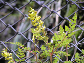 ミヤマキケマン