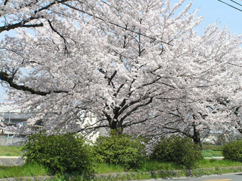 サクラ1