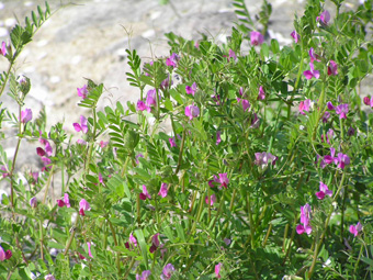 カラスノエンドウ