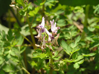 ムラサキケマン