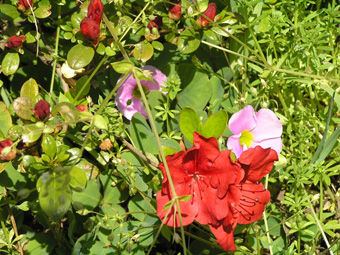 サツキとオキザリス