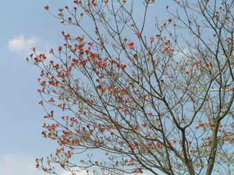 アメリカヤマボウシ1