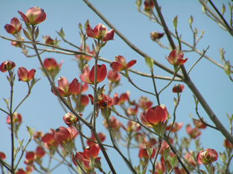 アメリカヤマボウシ2