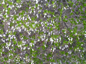 ドウダンツツジ1