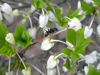 ドウダンツツジ2