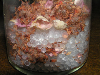 モクゲンジとカリンの花1