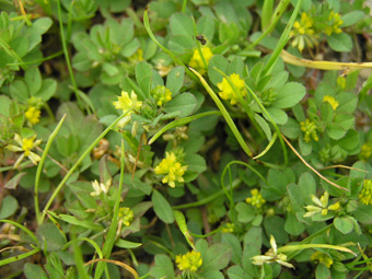 コメツブツメクサ