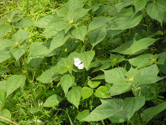 モンシロチョウ1