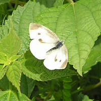 モンシロチョウ2