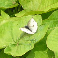 モンシロチョウ3