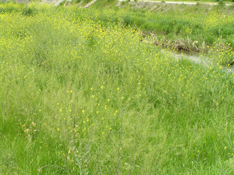 セイヨウカラシナ