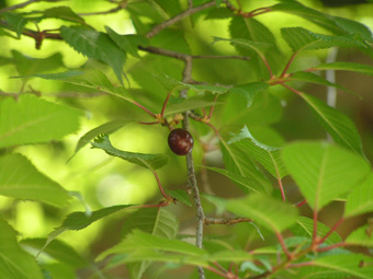 オカメザクラの実