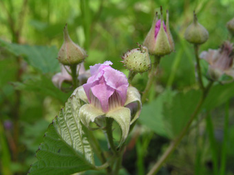 ナワシロイチゴ