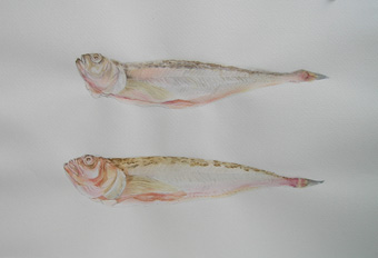 彩色デッサン:ハタハタ