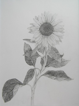 鉛筆デッサン:ひまわり