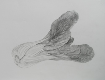 鉛筆デッサン:青梗菜