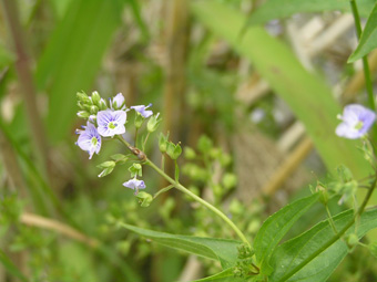 オオカワヂシャ1