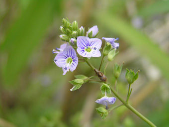 オオカワヂシャ2