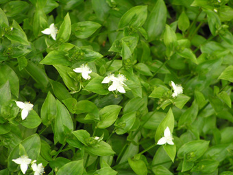 トキワツユクサ1