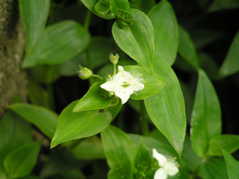 トキワツユクサ2