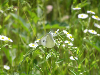 モンシロチョウ