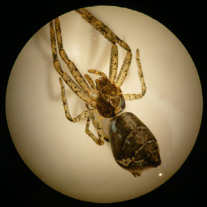 トラフカニグモ