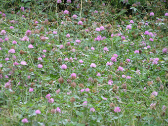 ムラサキツメクサ1