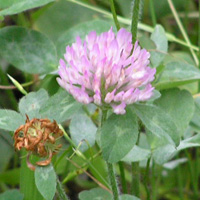 ムラサキツメクサ2